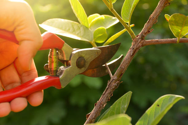 Best Storm Damage Tree Cleanup  in Vevay, IN